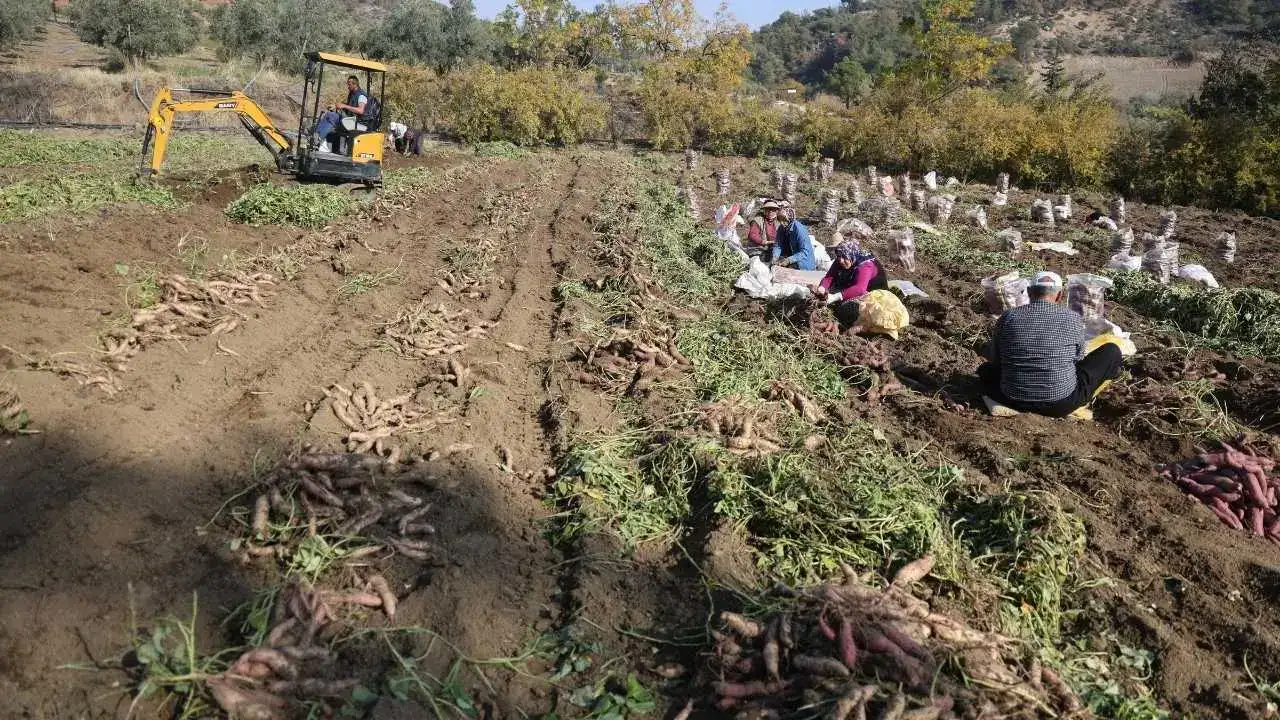 Kuraklık Vurdu, Fiyatlar Uçtu: Hatay’da Tatlı Patatesin Bedeli Katlandı! 4